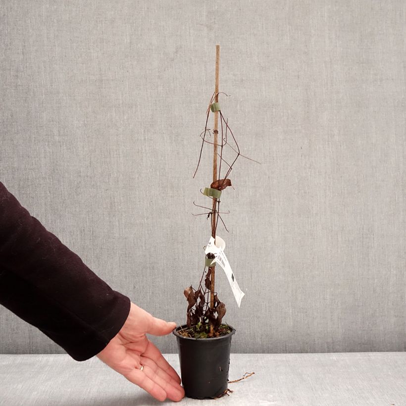 Clematis  Barbara Harrington® 8/9 cm pot sample as delivered in winter