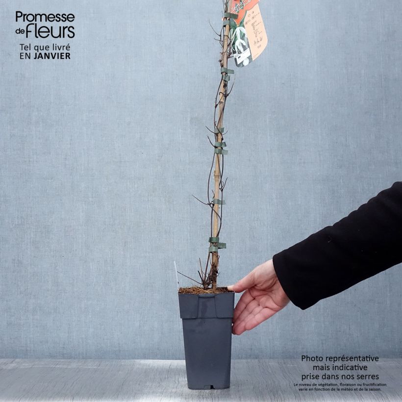 Clematis x patens Beautiful Bride - Early Large-flowered Clematis 2L/3L pot sample as delivered in winter