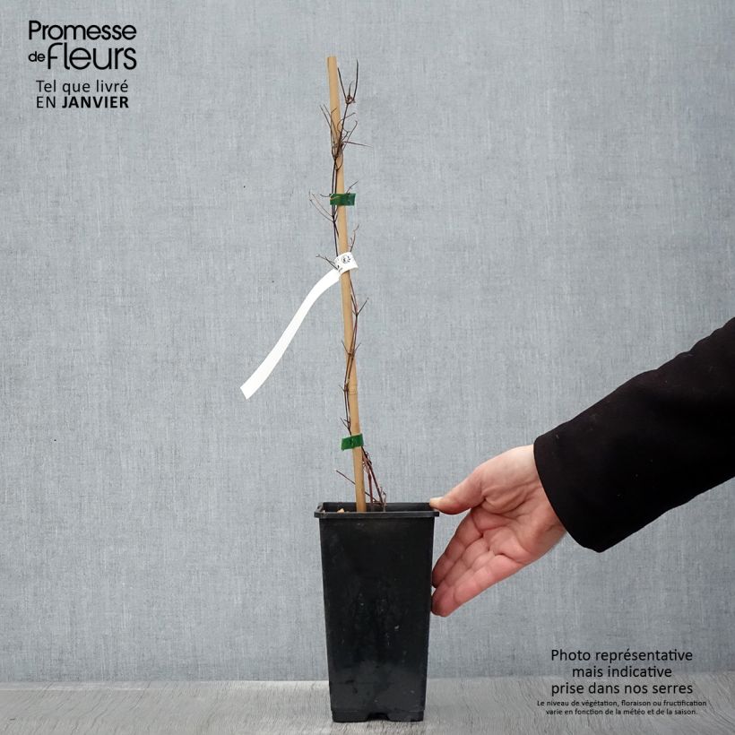 Clematis  Carnaby 1.5L/2L pot sample as delivered in winter