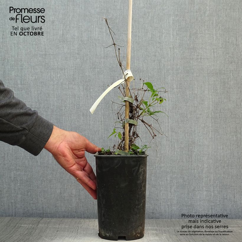 Clematis patens Diamantina 2L/3L pot sample as delivered in autumn