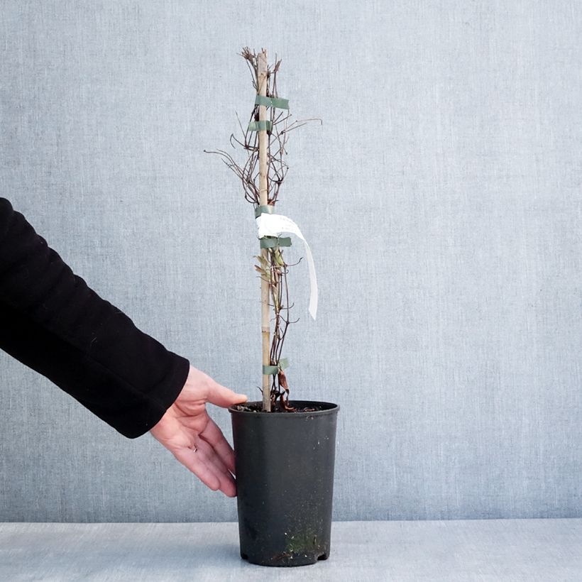 Clematis diversifolia Stella Bella 1.5L/2L pot sample as delivered in winter