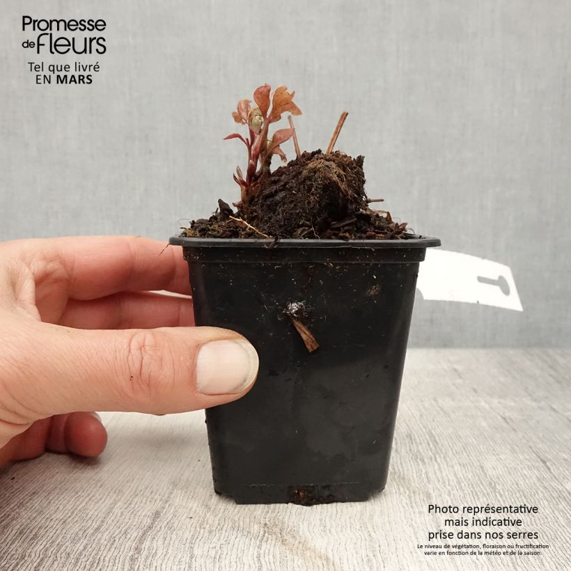 Clematis patens Duchess of Edinburgh 8/9 cm pot sample as delivered in spring