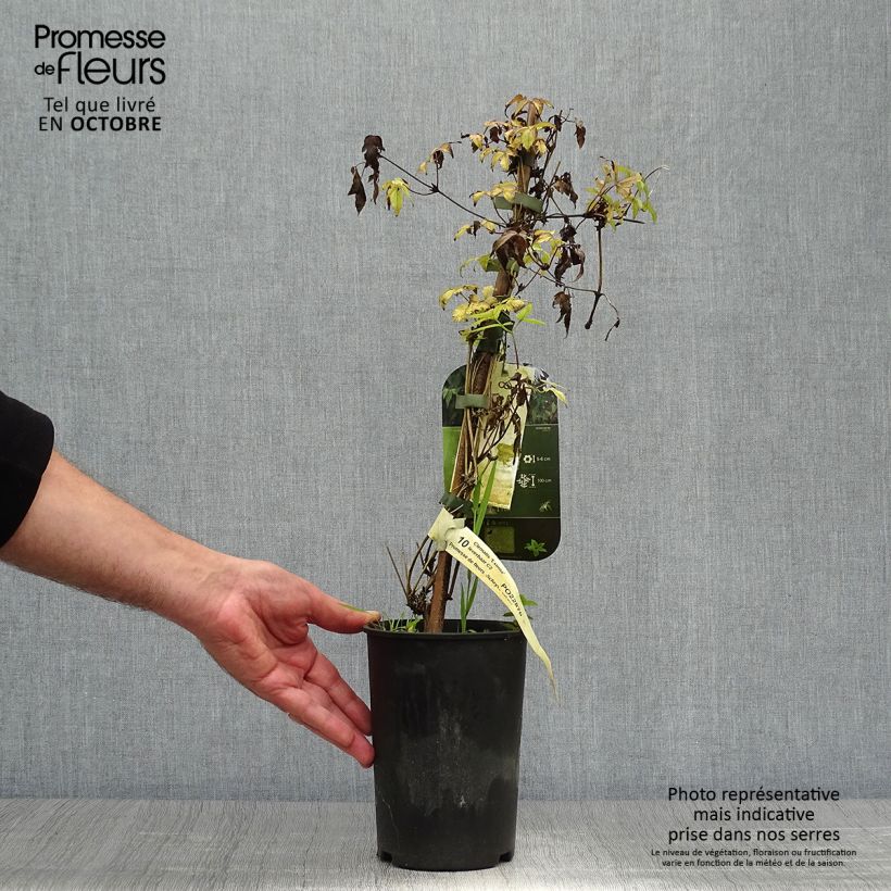 Clematis atragene Eximia 2L/3L pot sample as delivered in autumn