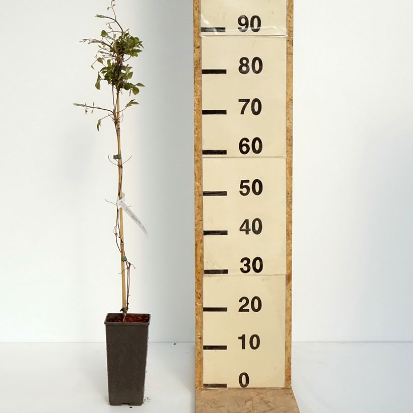 Clematis First Love 2L/3L pot sample as delivered in spring