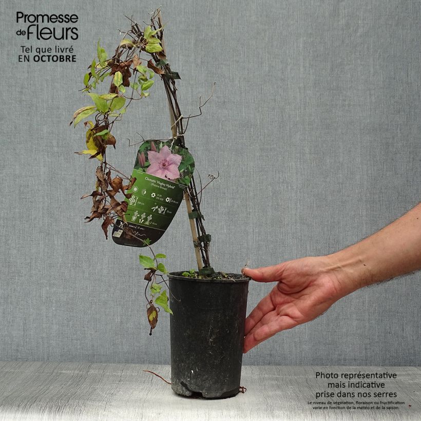 Clematis patens Hagley Hybrid 2L/3L pot sample as delivered in autumn
