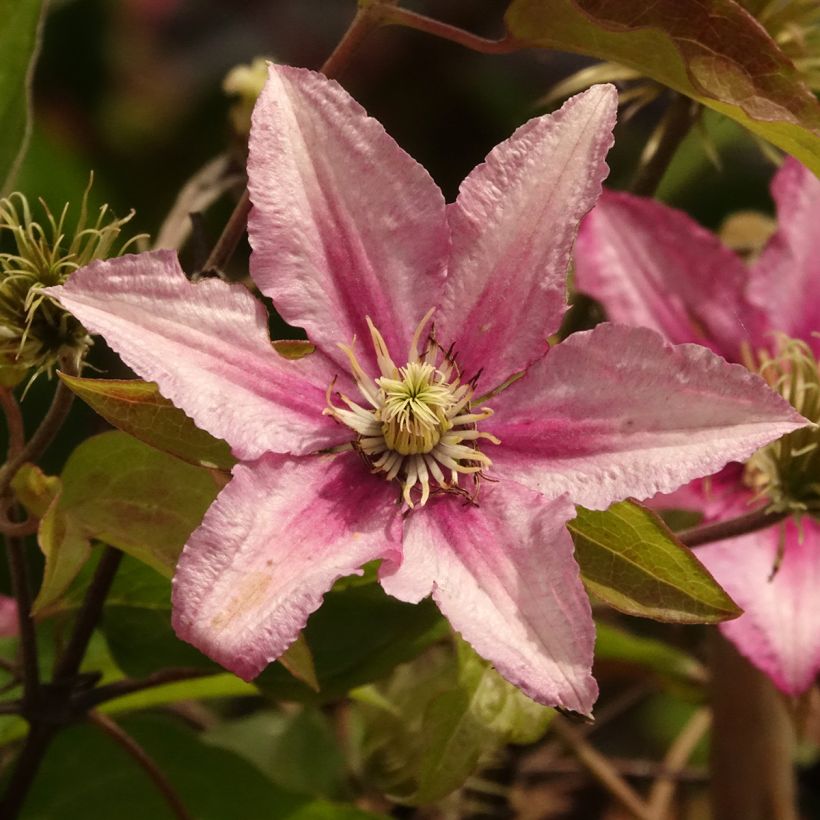 Clematis patens Hanagurama (Flowering)