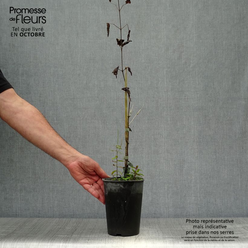 Clematis x diversifolia Hendryetta 2L/3L pot sample as delivered in autumn
