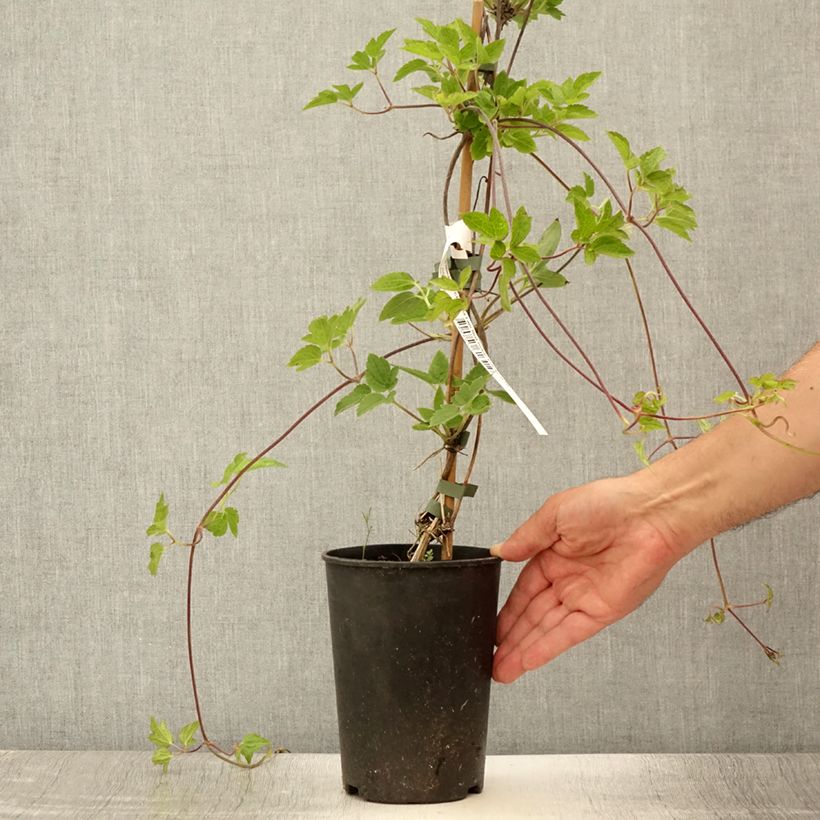 Clematis atragene I am Red Robin 2L/3L pot sample as delivered in summer