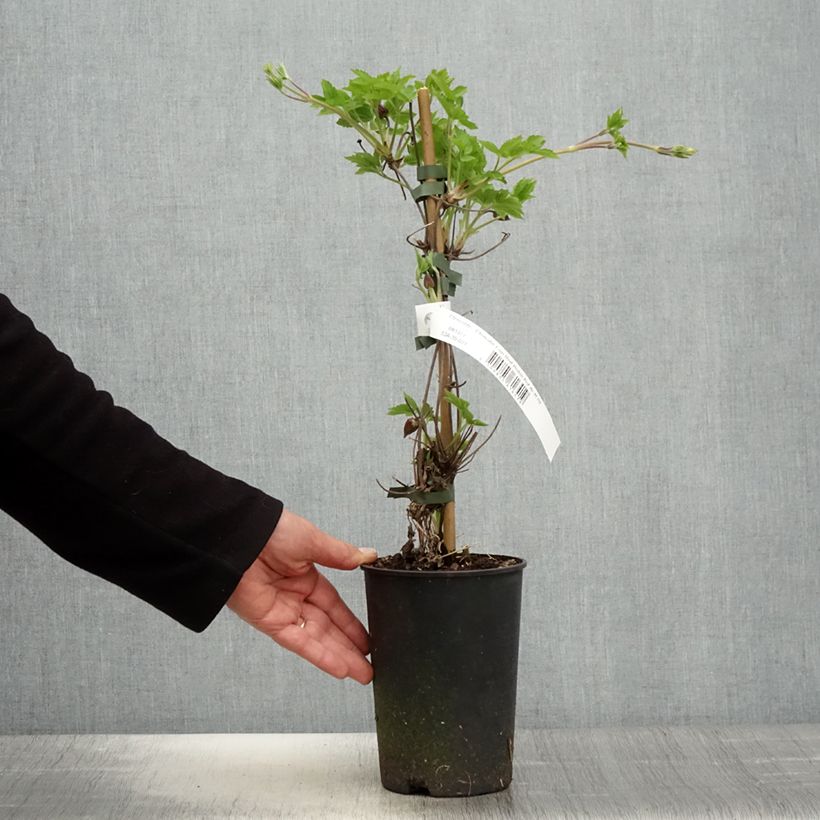 Clematis atragene I am Red Robin 2L/3L pot sample as delivered in spring