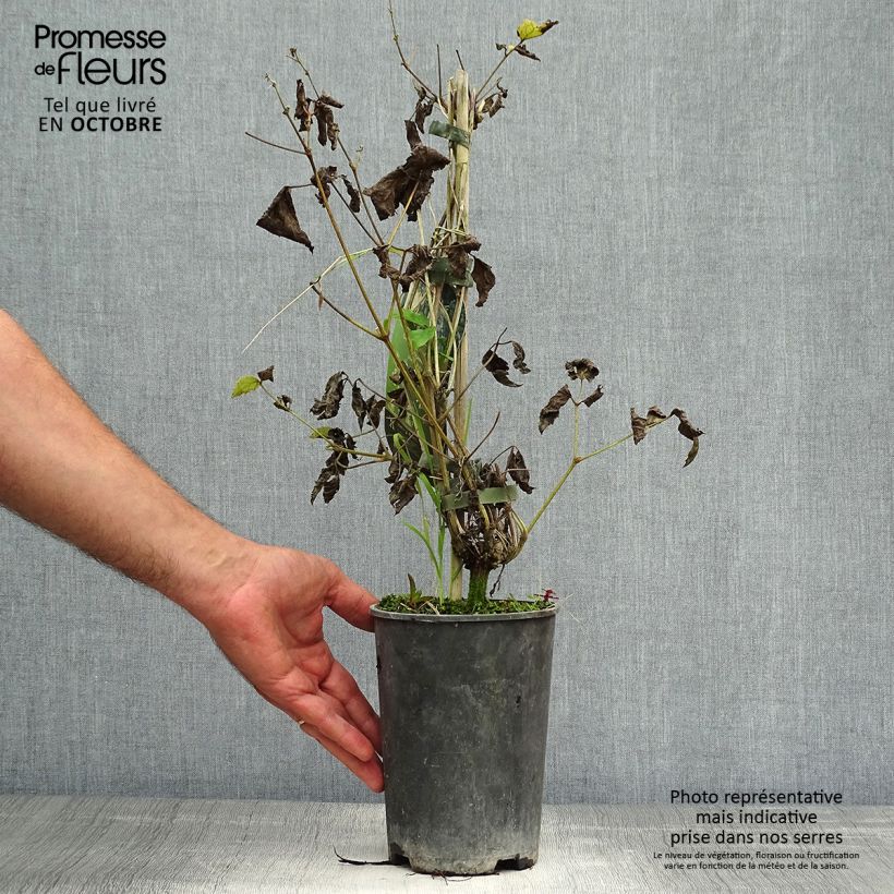 Clematis heracleifolia Stanislaus 2L/3L pot sample as delivered in autumn