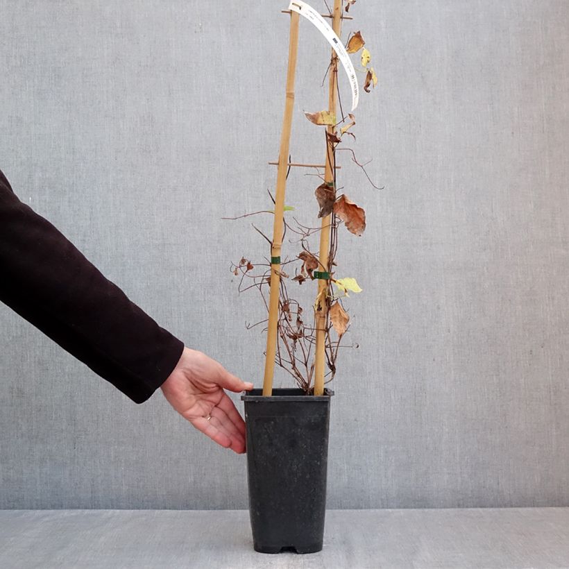 Clematis patens Ice Crystal 1.5L/2L pot sample as delivered in autumn