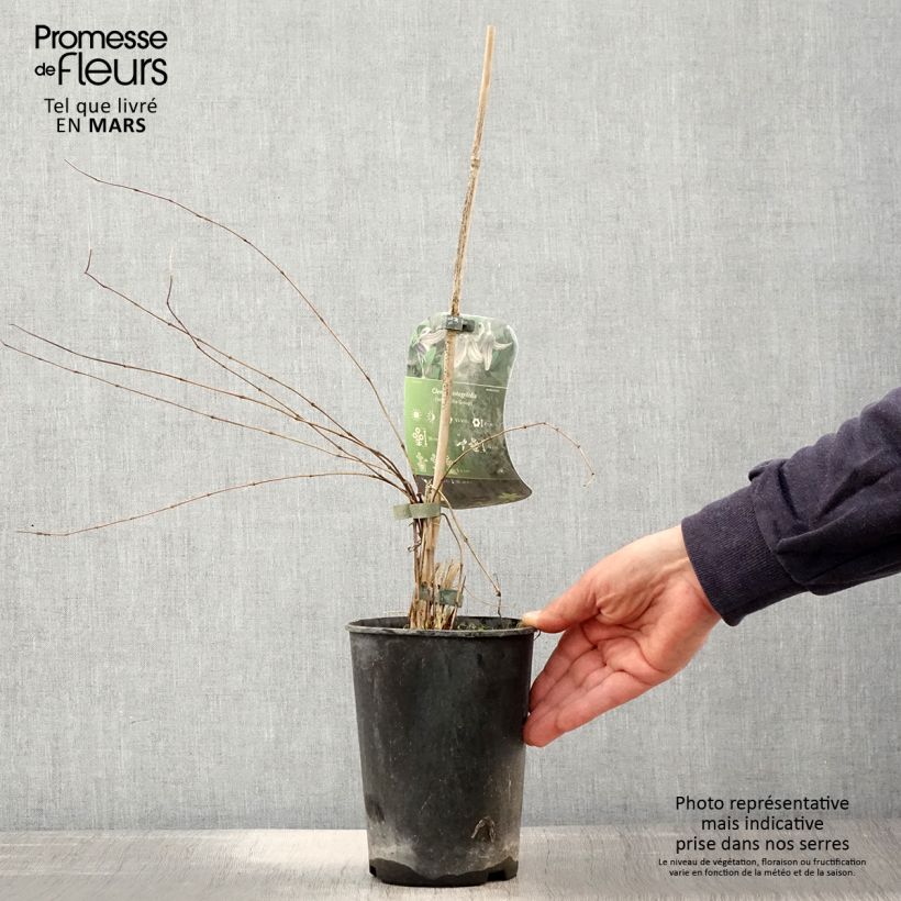 Clematis integrifolia - Herbaceous Clematis 2L/3L pot sample as delivered in spring