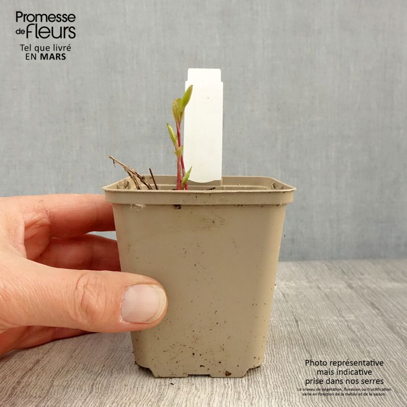 Clematis integrifolia - Herbaceous Clematis 8/9 cm pot sample as delivered in spring