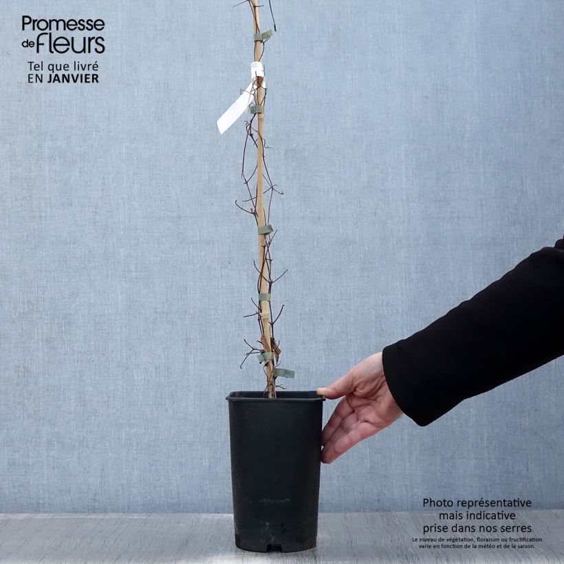 Clematis patens Joséphine - Early Large-flowered Clematis 2L/3L pot sample as delivered in winter