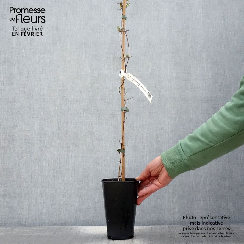 Clematis Kaiser 2L/3L pot sample as delivered in winter