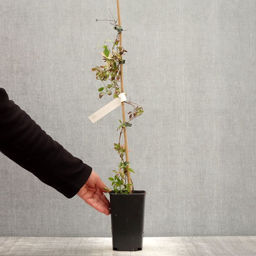 Clematis Kaiser 2L/3L pot sample as delivered in spring