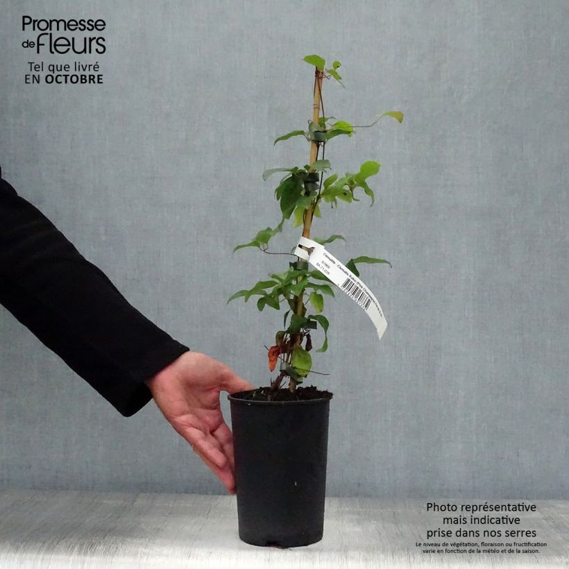 Clematis patens Kakio 2L/3L pot sample as delivered in autumn