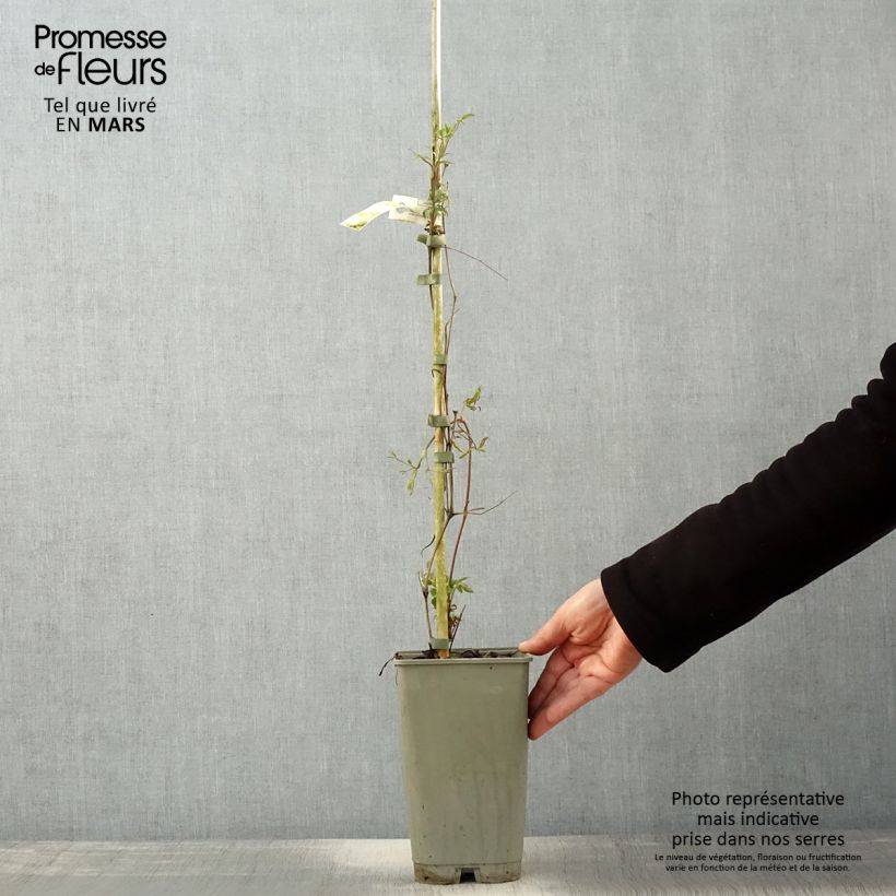 Clematis florida Lavallée n°1 2L/3L pot sample as delivered in spring