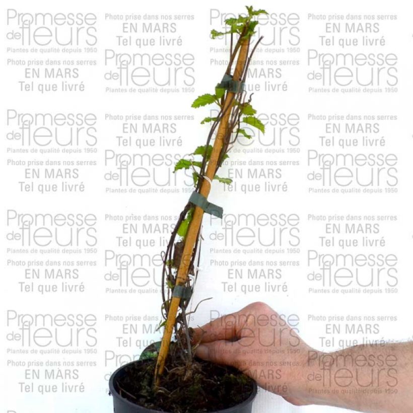 Example of Clematis Love Child 2L/3L pot specimen as delivered