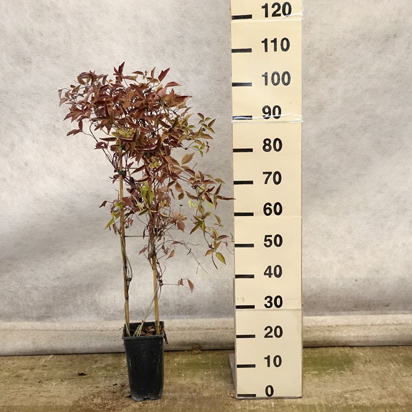 Clematis montana Giant Star 3L/4L pot sample as delivered in autumn