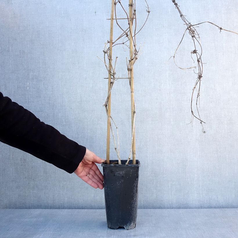 Clematis montana Giant Star 3L/4L pot sample as delivered in winter