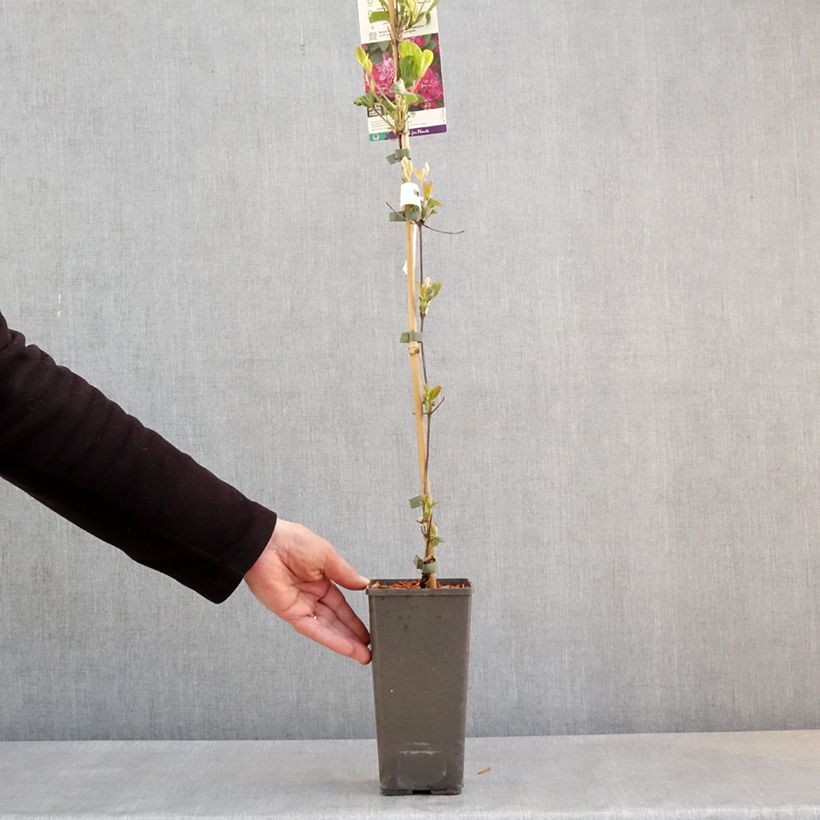 Clematis  My Darling 2L/3L pot sample as delivered in spring