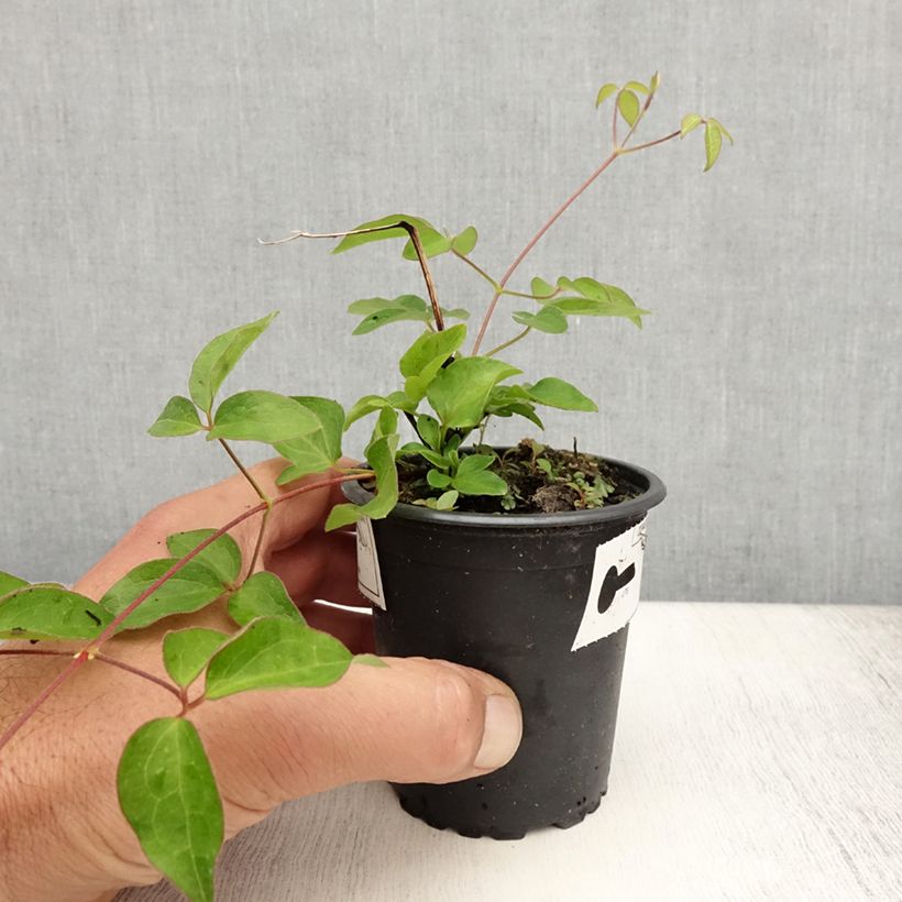 Clematis lanuginosa Nelly Moser 8/9 cm pot sample as delivered in summer