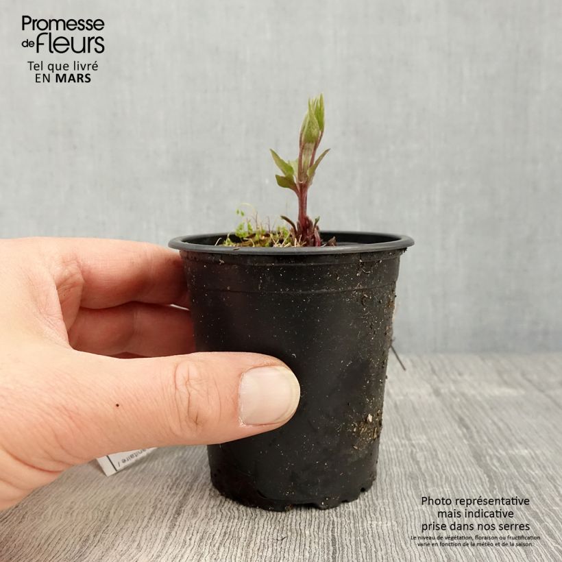 Clematis patens Piilu 8/9 cm pot sample as delivered in spring