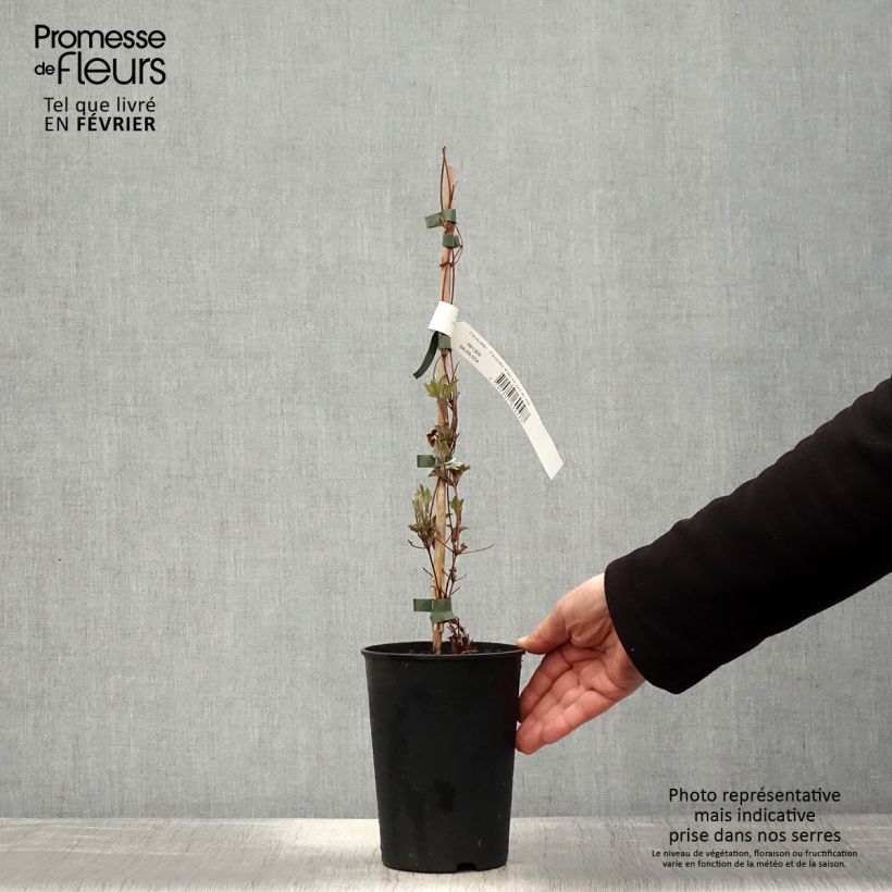 Clematis patens Piilu 2L/3L pot sample as delivered in winter