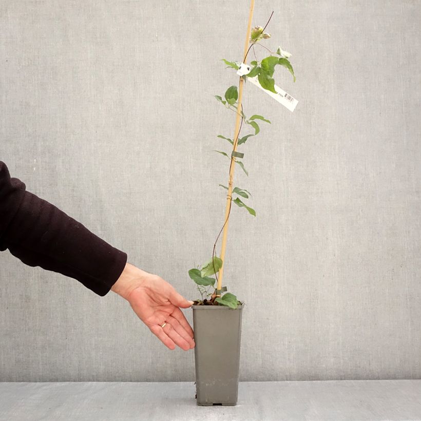 Clematis Pistachio Cake 2L/3L pot sample as delivered in autumn