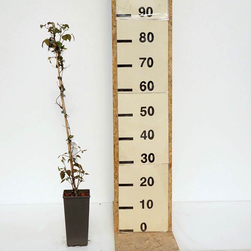 Clematis Pistachio Cake 2L/3L pot sample as delivered in spring