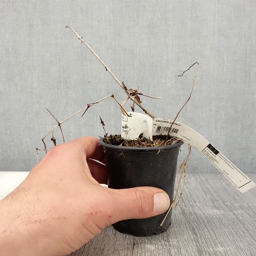 Clematis patens Proteus 8/9 cm pot sample as delivered in spring