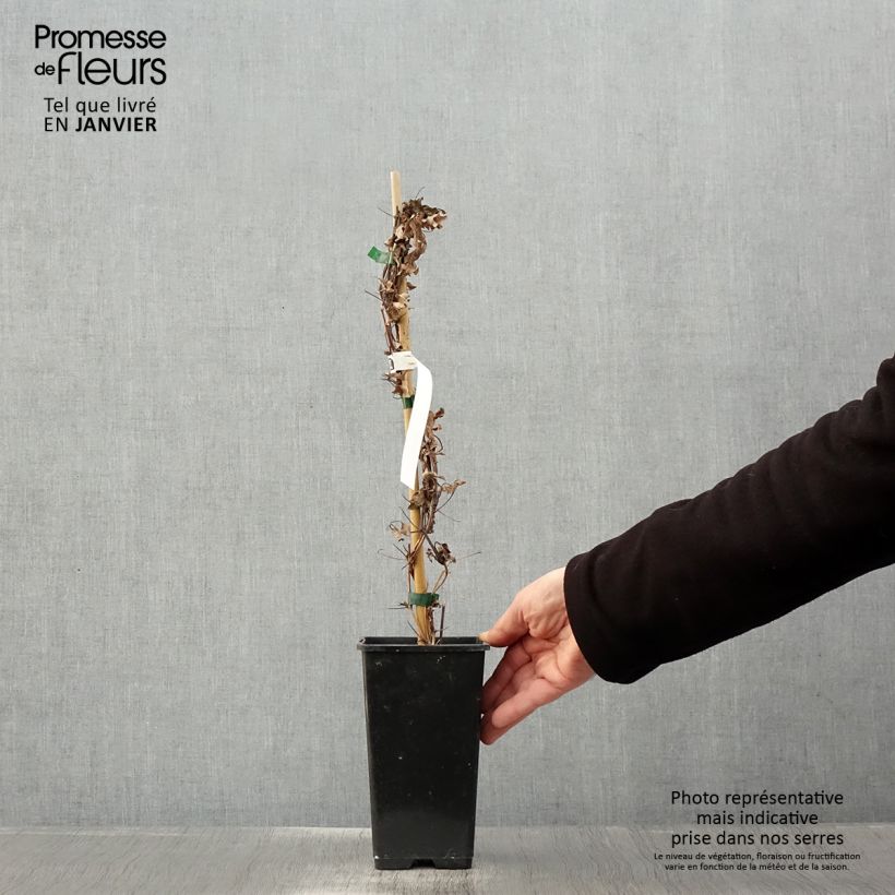 Clematis Rosamunde 1.5L/2L pot sample as delivered in winter