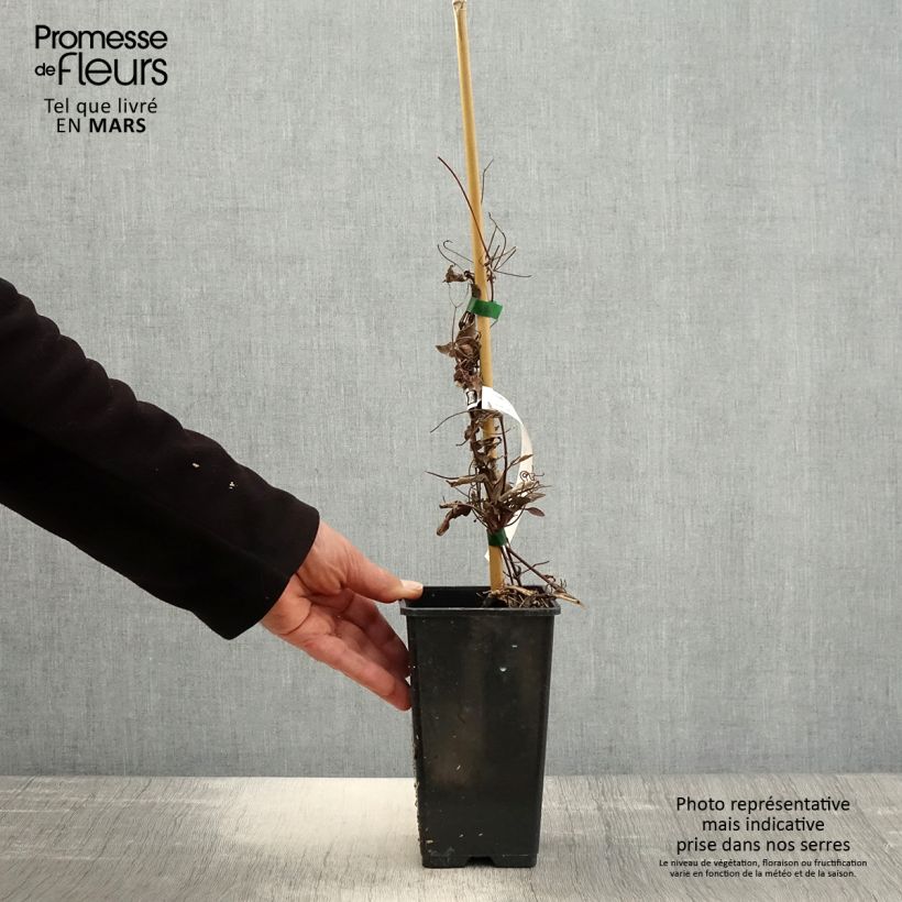 Clematis Rosamunde 1.5L/2L pot sample as delivered in spring