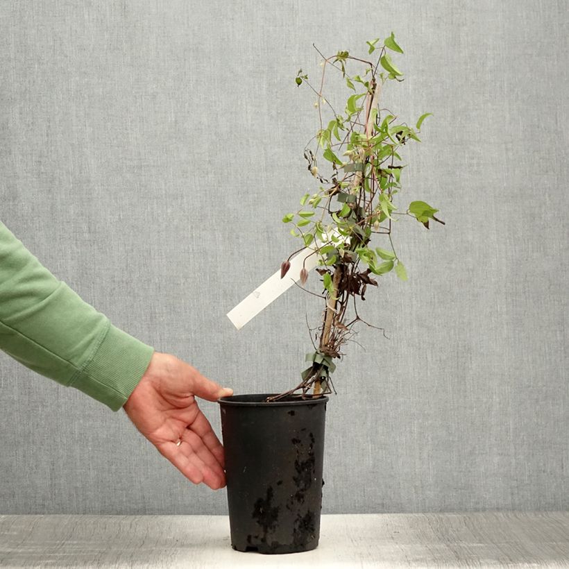 Clematis patens Ruutel 2L/3L pot sample as delivered in summer