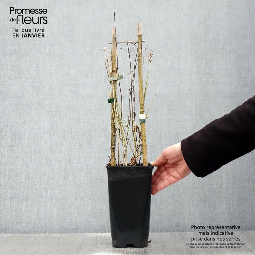 Clematis diversifolia Saphyra 2L/3L pot sample as delivered in winter