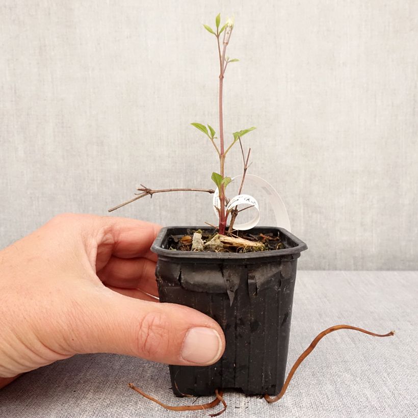 Clematis Star of India 8/9 cm pot sample as delivered in spring