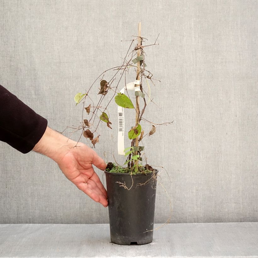 Clematis Star of India 2L/3L pot sample as delivered in autumn