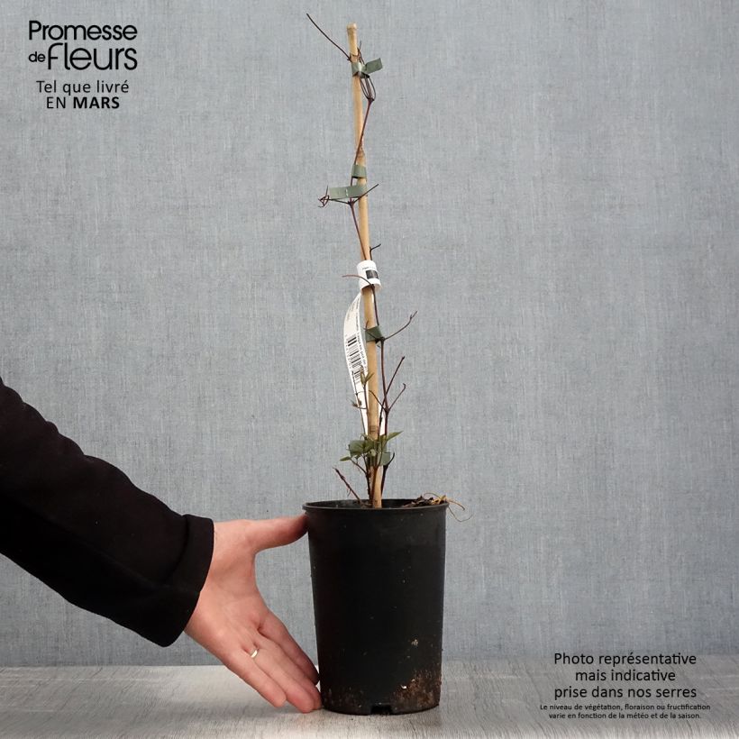 Clematis Taiga 1.5L/2L pot sample as delivered in spring