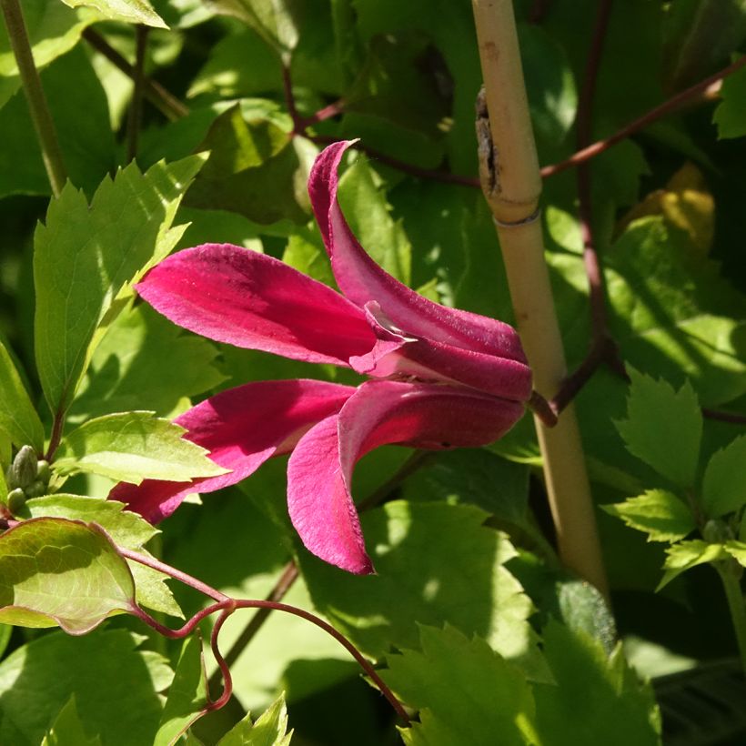 Clematis texensis Duchess of Albany - Scarlet Leather Flower (Flowering)