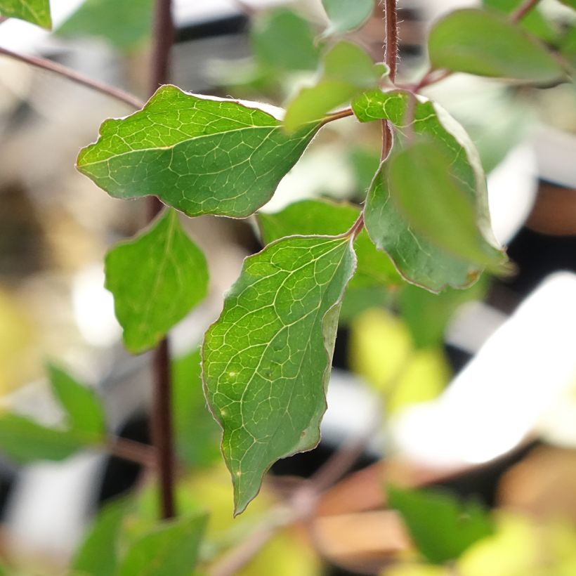 Clematis texensis Notre-Dame de Paris -  - Scarlet Leather Flower (Foliage)