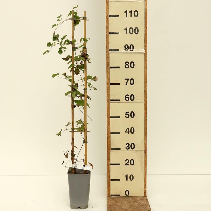 Clematis texensis Notre-Dame de Paris -  - Scarlet Leather Flower 3L/4L pot sample as delivered in summer