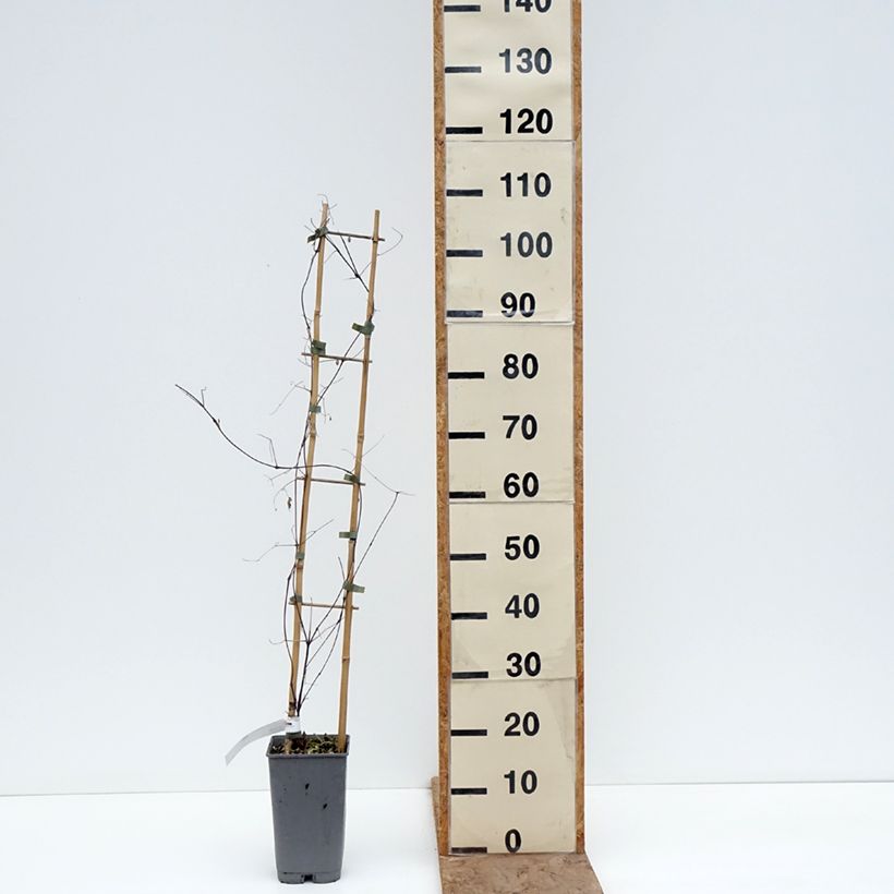 Clematis texensis Notre-Dame de Paris® - Clématite du Texas Notre-Dame de Paris 3L/4L pot sample as delivered in winter