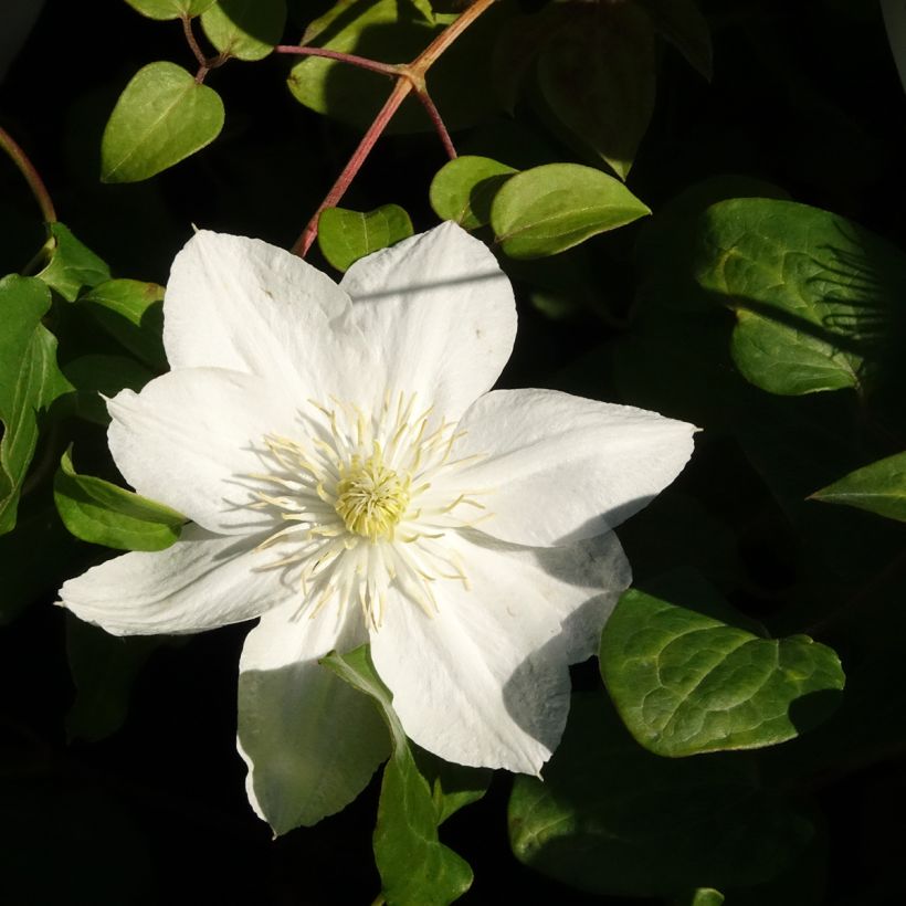Clematis The Bride - Early Large-flowered Clematis (Flowering)
