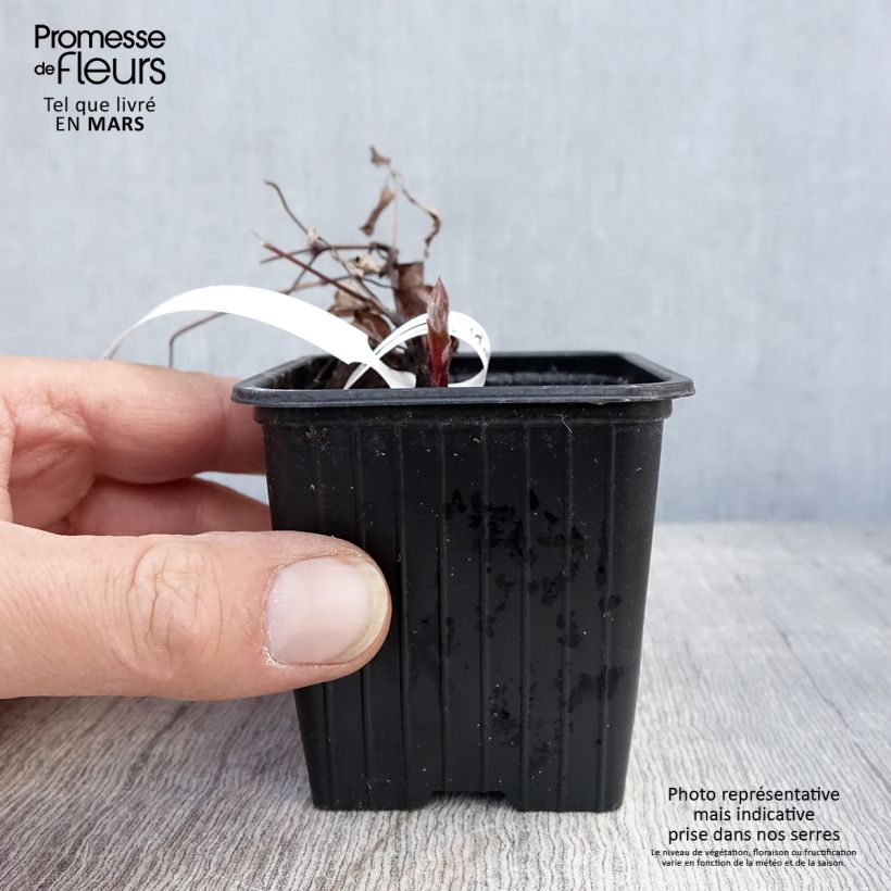 Clematis The President 8/9 cm pot sample as delivered in spring