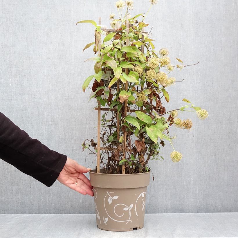 Clematis Three Sisters blue trio- The President, The Vagabond and Multi Blue 6L/7L pot sample as delivered in autumn