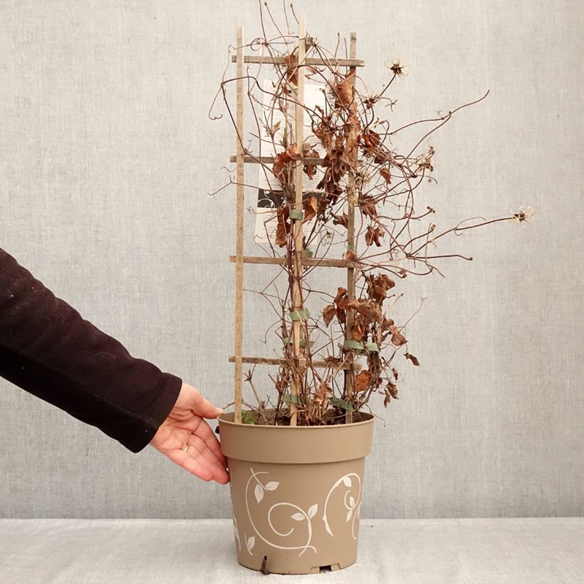 Clematis Three Sisters blue trio- The President, The Vagabond and Multi Blue 6L/7L pot sample as delivered in winter