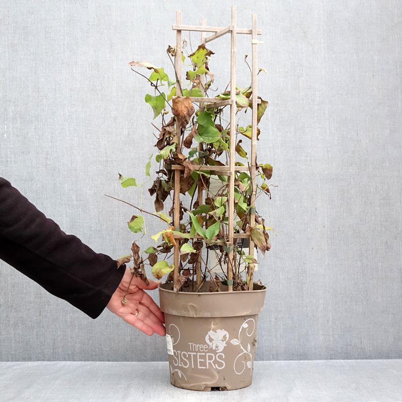 Clematis Three Sisters trio 6L/7L pot sample as delivered in autumn