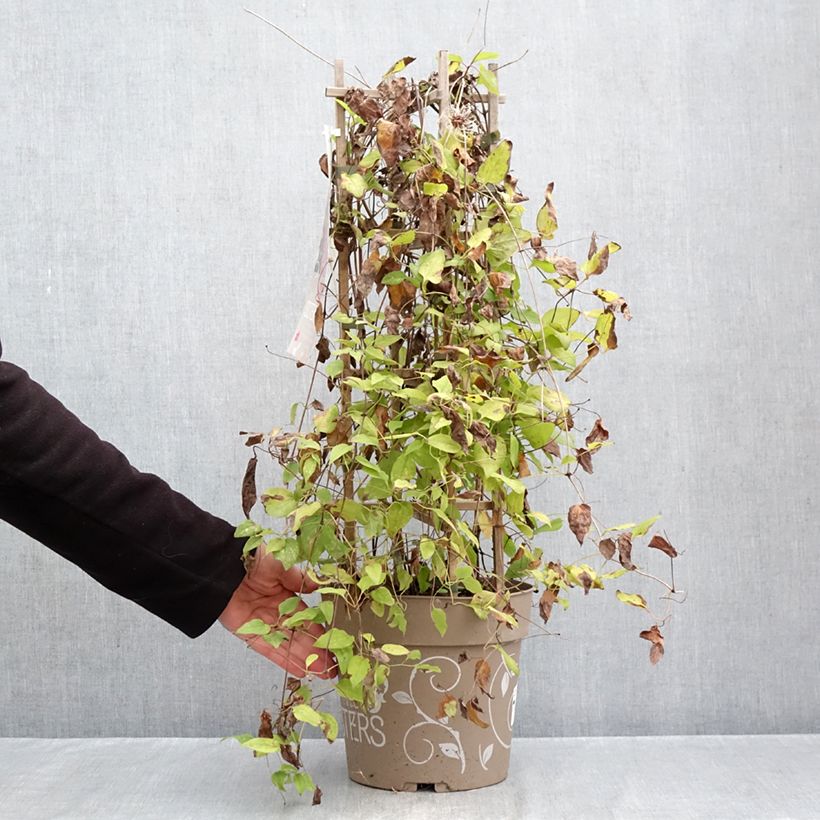 Clematis Red Mix - Rouge Cardinal, Mrs N. Thompson and Doctor Ruppel 6L/7L pot sample as delivered in autumn
