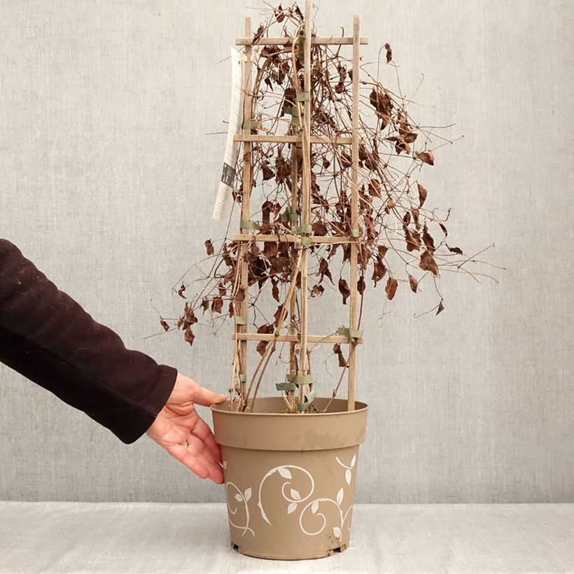 Clematis Red Mix - Rouge Cardinal, Mrs N. Thompson and Doctor Ruppel 6L/7L pot sample as delivered in winter